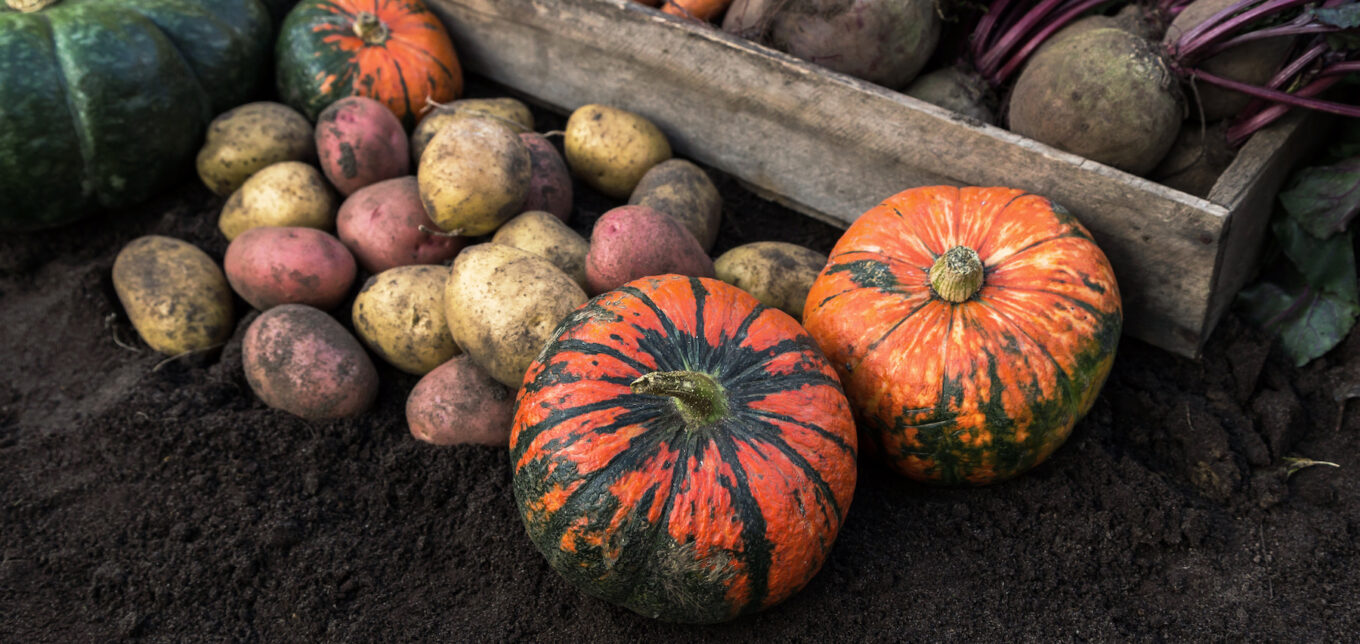 Cold Hardy Vegetables For Fall – Mother Earth News - Vimarsana News
